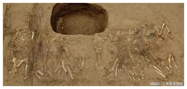 考古重大发现秦始皇陵1号墓出土车辆(图3)